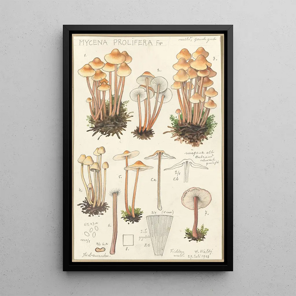 Mycena prolifera - Hans Baldung — inramlat konstverk på väggen