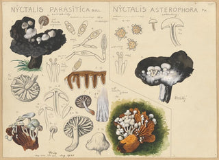 Nyctalis parasitica Nyctalis asterophora - Hans Baldung — vy av konstverket