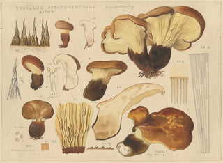 Paxille atrotomentueux - Hans Baldung — vy av konstverket