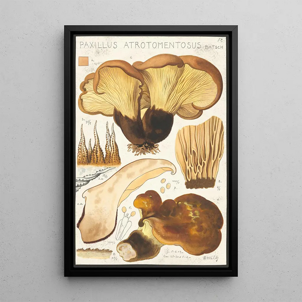 Paxillus atrotomentosus Batsch 2 - Hans Baldung — inramlat konstverk på väggen