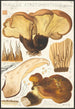 Paxillus atrotomentosus Batsch 2 - Hans Baldung — vy av konstverket