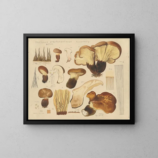 Paxille atrotomentueux - Hans Baldung — inramlat konstverk på väggen