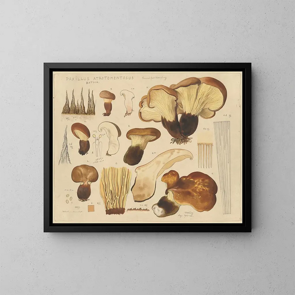 Paxille atrotomentueux - Hans Baldung — inramlat konstverk på väggen