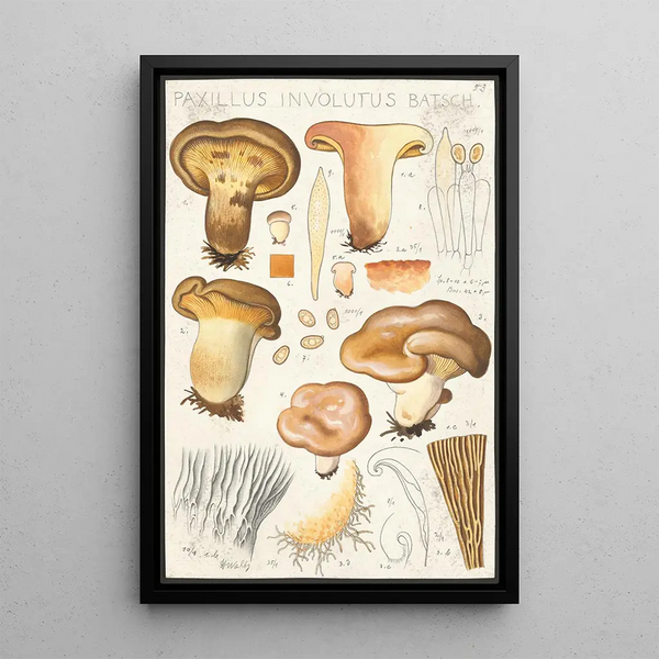 Paxillus involutus Batsch - Hans Baldung — inramlat konstverk på väggen