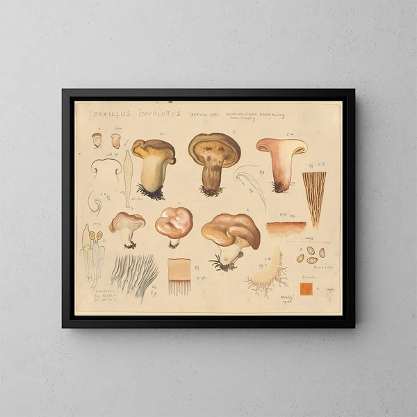 Paxillus involutus - Hans Baldung — inramlat konstverk på väggen