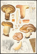 Paxillus involutus Batsch - Hans Baldung — vy av konstverket