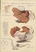 Peziza venosa var Reticulata greville - Hans Baldung — vy av konstverket