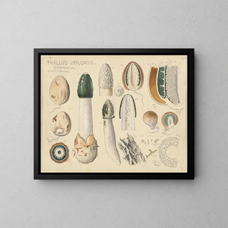Hans Walty - Phallus impudicus L.webp