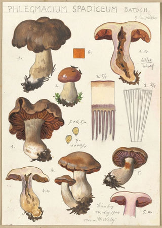 Hans Walty - Phlegmacium spadiceum Batsch.webp