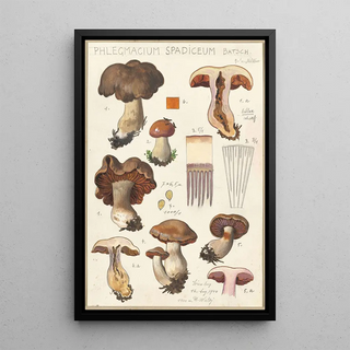 Hans Walty - Phlegmacium spadiceum Batsch.webp