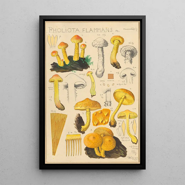 Pholiota flammans Pholiota caperata - Hans Baldung — inramlat konstverk på väggen