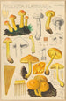 Pholiota flammans Pholiota caperata - Hans Baldung — vy av konstverket