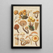 Pholiota mutabilis Schaeffer - Hans Baldung — inramlat konstverk på väggen