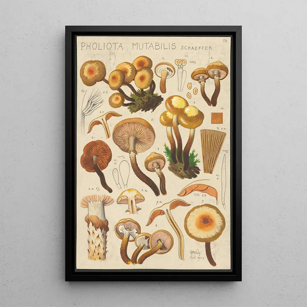 Pholiota mutabilis Schaeffer - Hans Baldung — inramlat konstverk på väggen
