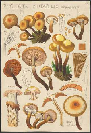 Hans Walty - Pholiota mutabilis Schaeffer.webp