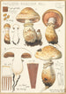 Pholiota radicosa Bull - Hans Baldung — vy av konstverket