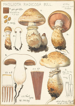 Hans Walty - Pholiota radicosa Bull.webp