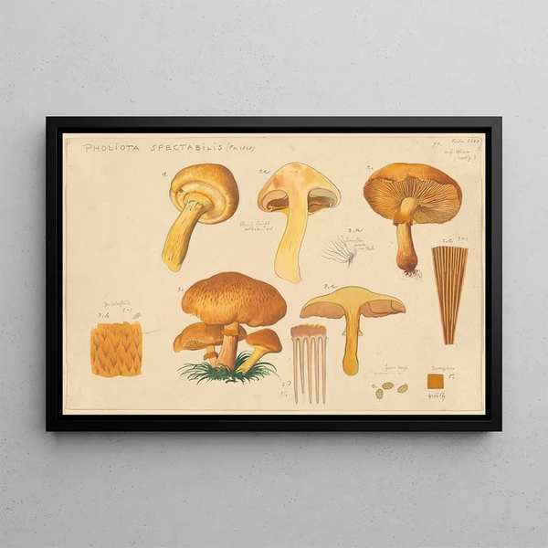 Pholiota spectabilis Fr 1828 - Hans Baldung — inramlat konstverk på väggen