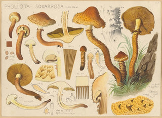 Hans Walty - Pholiota squarrosa Flor Dan.webp