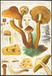 Pholiota squarrosa Mll - Hans Baldung — vy av konstverket