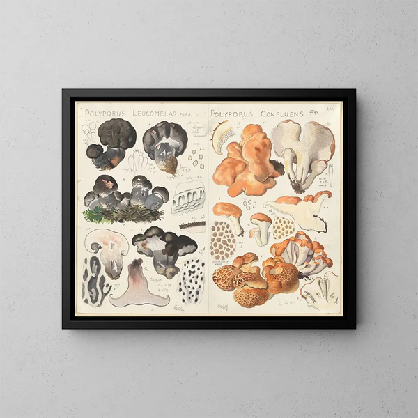Polypore leucomèle Polypore confluent - Hans Baldung — inramlat konstverk på väggen
