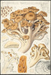 Polyporus ramosissimus Schff - Hans Baldung — vy av konstverket