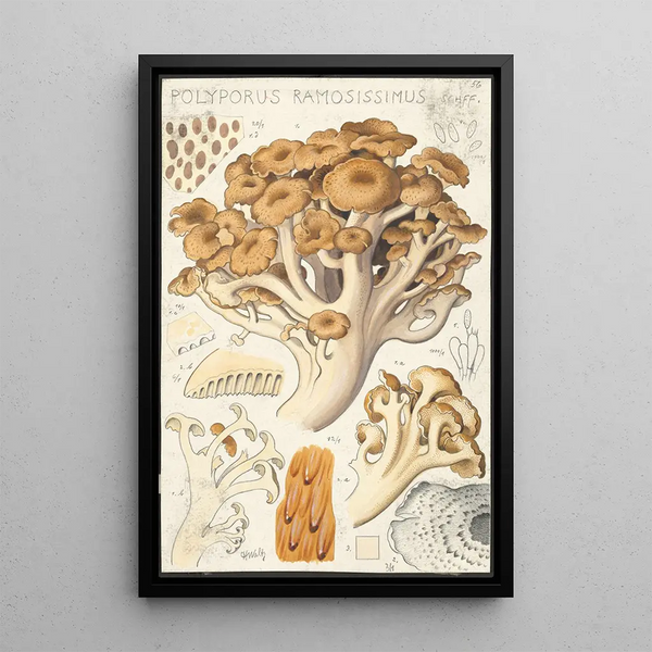 Polyporus ramosissimus Schff - Hans Baldung — inramlat konstverk på väggen