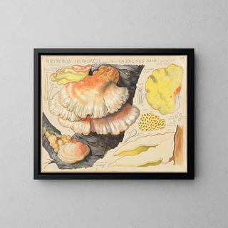 Hans Walty - Polyporus sulfureus Bull Fr caudicinus Schff.webp