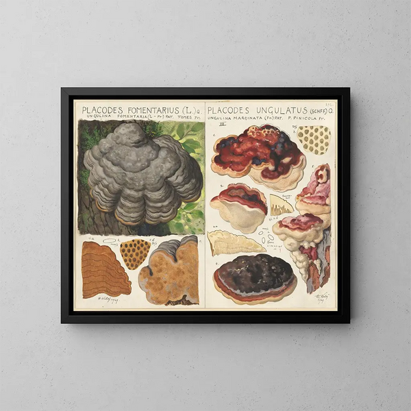 Polystictus fomentarius och Placodes ungulatus - Hans Baldung — inramlat konstverk på väggen