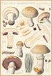 Psalliota campestris Psalliota campestris var umbrina - Hans Baldung — vy av konstverket