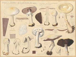 Psalliota silvicola - Hans Baldung — vy av konstverket