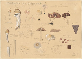 Hans Walty - Psathyra gossypina Bull.webp