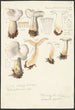 Psathyrella gracilis Clitocybe clavipes - Hans Baldung — vy av konstverket
