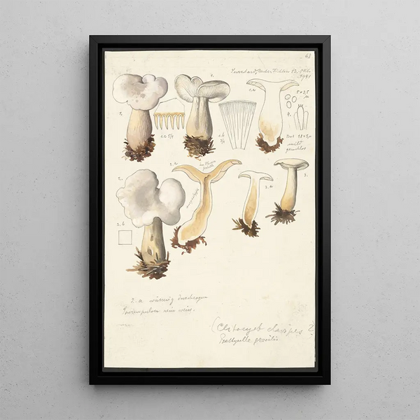 Psathyrella gracilis Clitocybe clavipes - Hans Baldung — inramlat konstverk på väggen