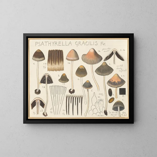 Psathyrella gracilis - Hans Baldung — inramlat konstverk på väggen