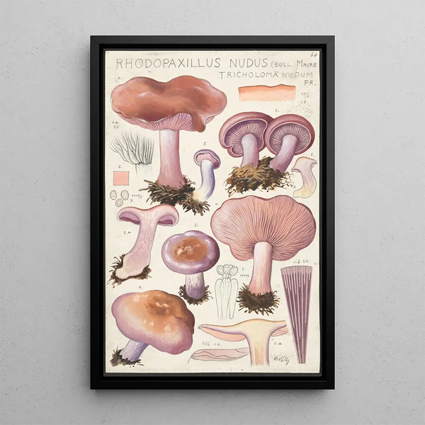 Rhodopaxillus nudus Bull Maire Tricholoma nudum Fr - Hans Baldung — inramlat konstverk på väggen