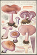 Rhodopaxillus nudus Bull Maire Tricholoma nudum Fr - Hans Baldung — vy av konstverket