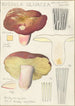 Russula olivacea - Hans Baldung — vy av konstverket