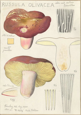 Hans Walty - Russula Olivacea.webp