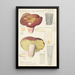 Russula olivacea - Hans Baldung — inramlat konstverk på väggen