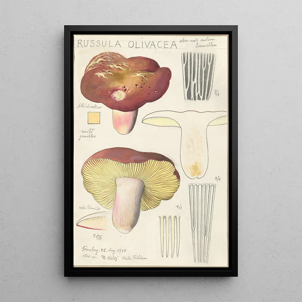 Russula olivacea - Hans Baldung — inramlat konstverk på väggen
