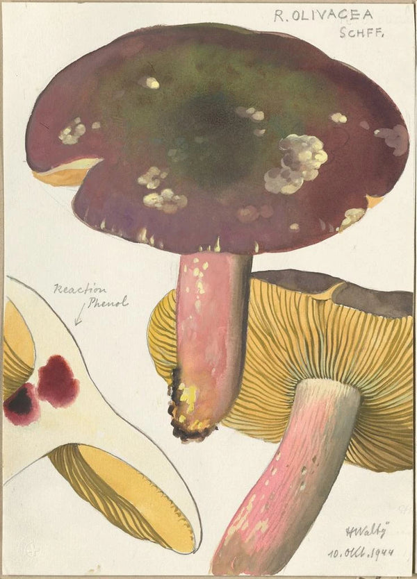 Russula olivacea schff - Hans Baldung — inramlat konstverk på väggen