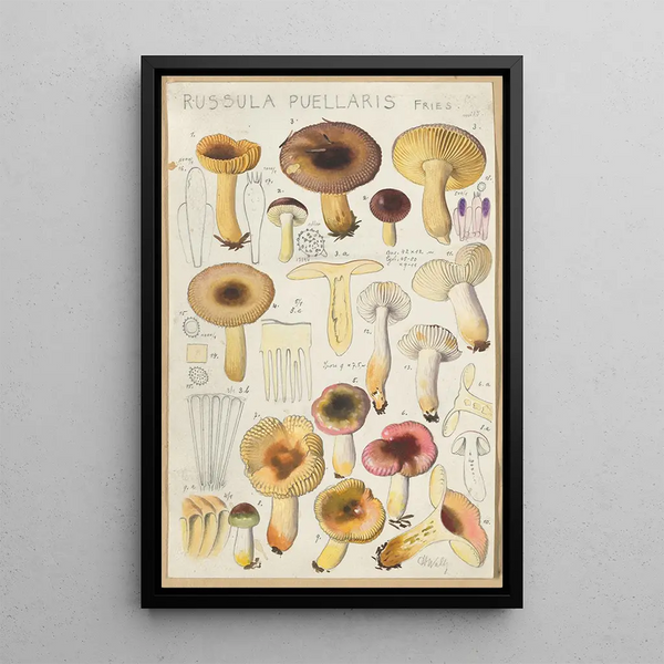 Russula puellaries - Hans Baldung — inramlat konstverk på väggen