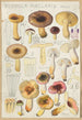 Russula puellaries - Hans Baldung — vy av konstverket