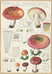 Russula seperina - Hans Baldung — vy av konstverket