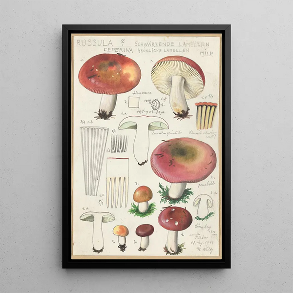 Russula seperina - Hans Baldung — inramlat konstverk på väggen