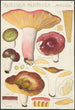 Russula alutacea Persoon - Hans Baldung — vy av konstverket