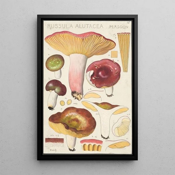 Russula alutacea Persoon - Hans Baldung — inramlat konstverk på väggen