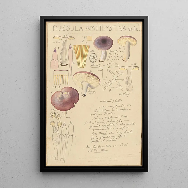 Russula amethystina - Hans Baldung — inramlat konstverk på väggen