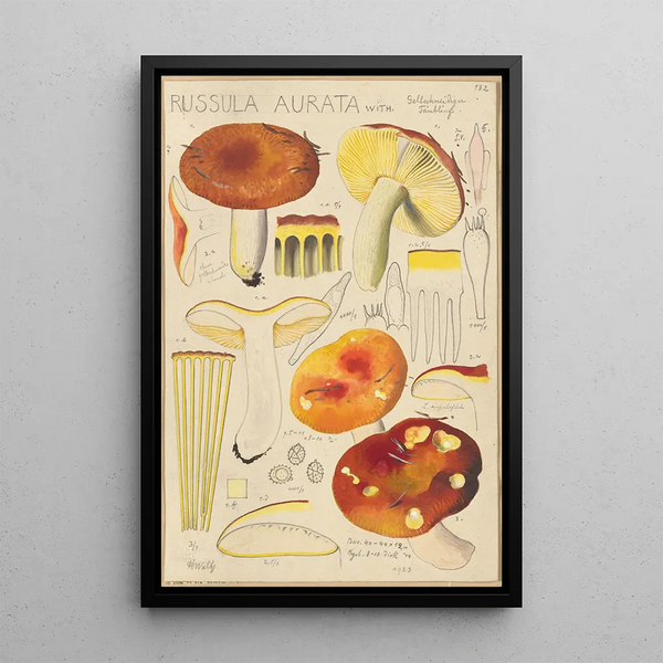 Russula aurata - Hans Baldung — inramlat konstverk på väggen